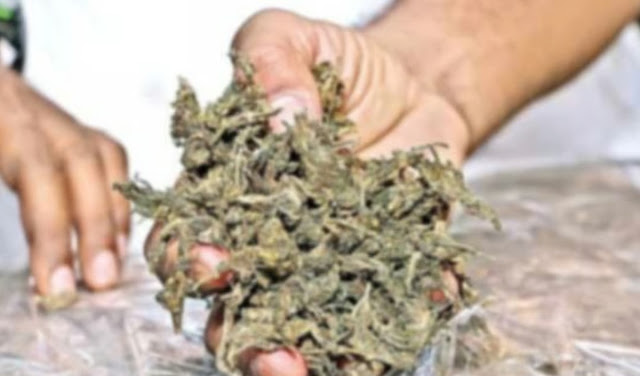 “திராவிட போதை மாடலா?” “தமிழகத்தில் உலா வருவது கஞ்சா ஹீரோக்கள்!”